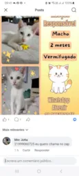branquinho 