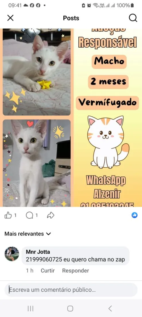 Gato raça SRD-ViraLata idade 2 a 6 meses nome branquinho 
