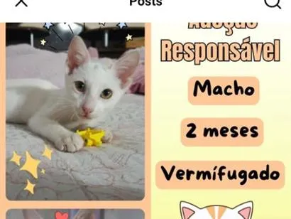Gato raça SRD-ViraLata idade 2 a 6 meses nome branquinho 