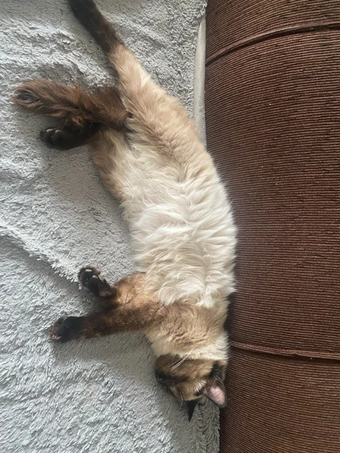 Gato raça Siamês idade 1 ano nome Luna