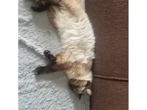 Gato raça Siamês idade 1 ano nome Luna