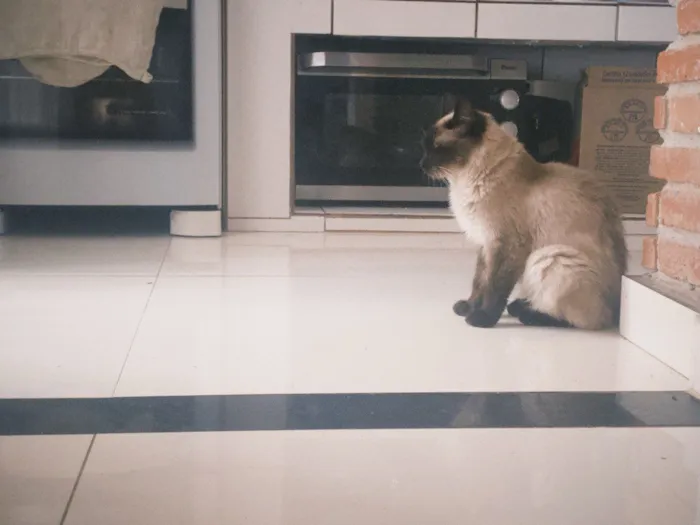 Gato raça Siamês idade 1 ano nome Luna