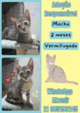 tigrinho