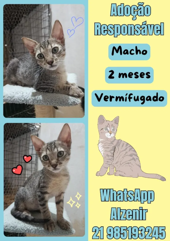 Gato raça SRD-ViraLata idade 2 a 6 meses nome tigrinho