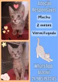 tigrinho