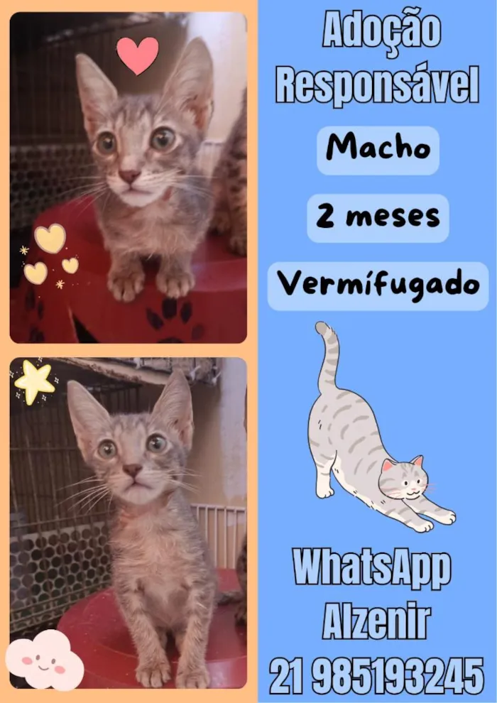 Gato raça SRD-ViraLata idade 2 a 6 meses nome tigrinho