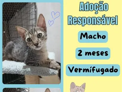Gato raça SRD-ViraLata idade 2 a 6 meses nome tigrinho