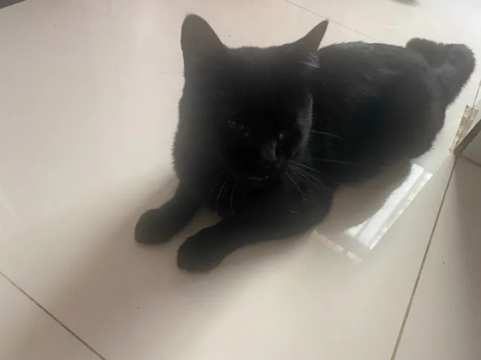 Gato raça SRD-ViraLata idade 1 ano nome Sem nome 
