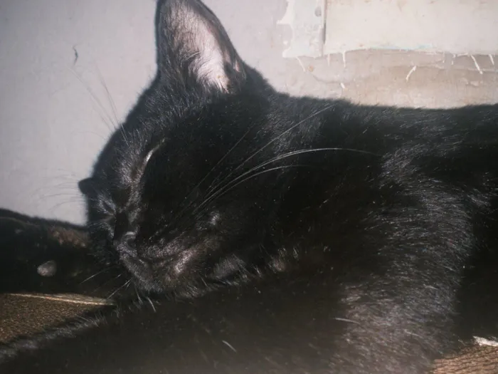 Gato raça SRD-ViraLata idade 1 ano nome Sem nome 