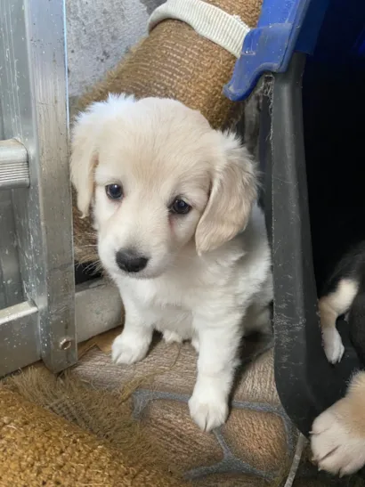 Cachorro raça SRD-ViraLata idade Abaixo de 2 meses nome Sem nome 
