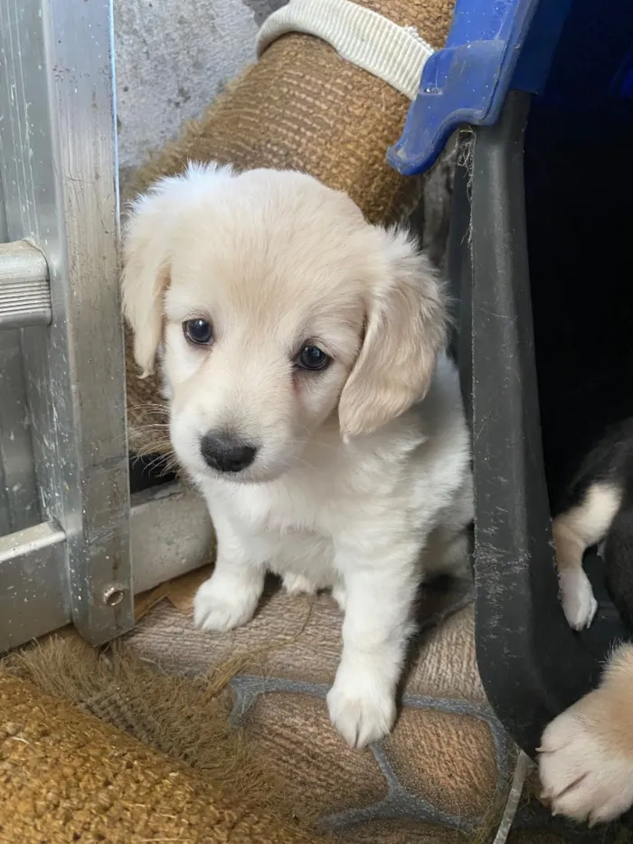 Cachorro raça SRD-ViraLata idade Abaixo de 2 meses nome Sem nome 