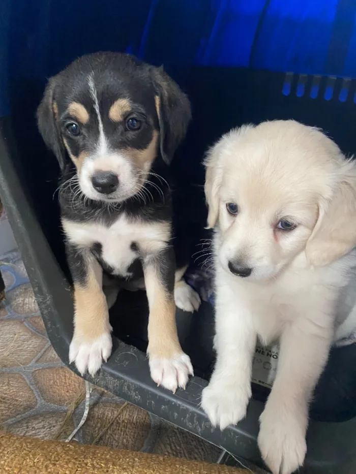 Cachorro raça SRD-ViraLata idade Abaixo de 2 meses nome Sem nome 