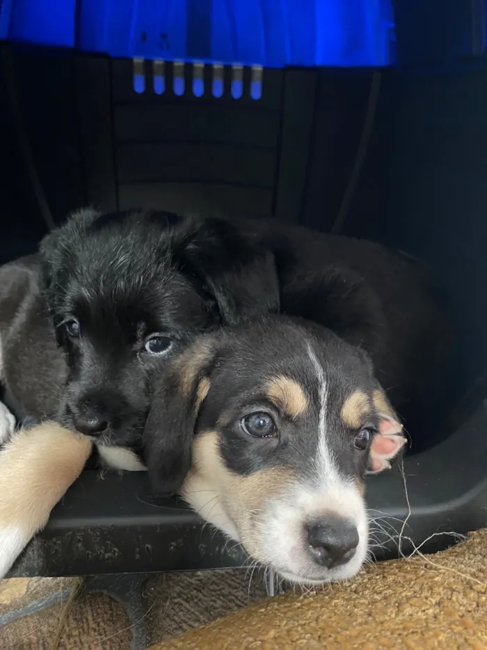 Cachorro raça SRD-ViraLata idade Abaixo de 2 meses nome Sem nome 
