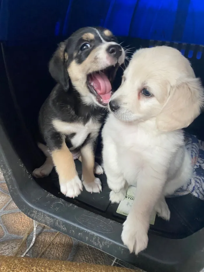 Cachorro raça SRD-ViraLata idade Abaixo de 2 meses nome Sem nome 