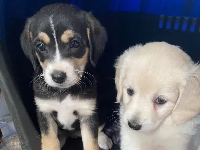 Cachorro raça SRD-ViraLata idade Abaixo de 2 meses nome Sem nome 