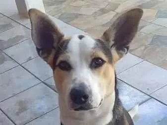 Cachorro raça SRD-ViraLata idade 7 a 11 meses nome Ben
