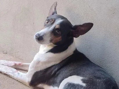 Cachorro raça SRD-ViraLata idade 6 ou mais anos nome Teo