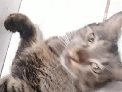 Gato raça SRD-ViraLata idade 4 anos nome Tifany