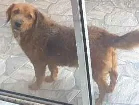 Cachorro raça SRD-ViraLata idade 6 ou mais anos nome Toddy