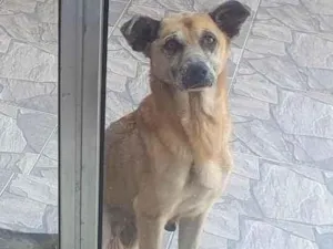 Cachorro raça SRD-ViraLata idade 6 ou mais anos nome Princesa