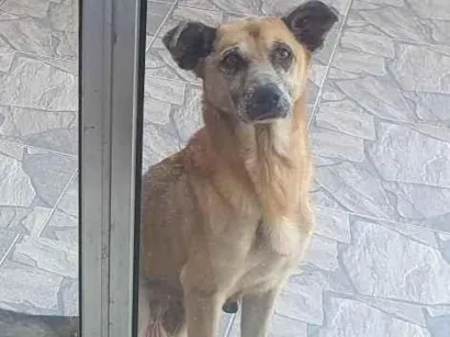 Cachorro raça SRD-ViraLata idade 6 ou mais anos nome Princesa