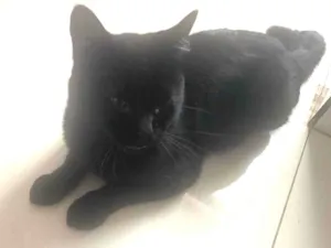 Gato raça SRD-ViraLata idade 1 ano nome Sem nome 