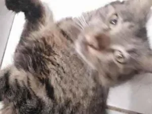 Gato raça SRD-ViraLata idade 4 anos nome Tifany