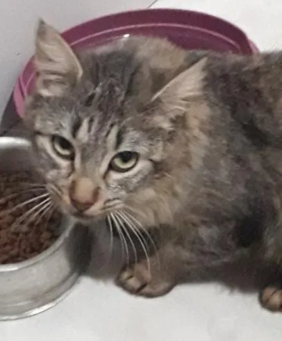 Gato raça SRD-ViraLata idade 1 ano nome Marie