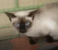 AVELÃ