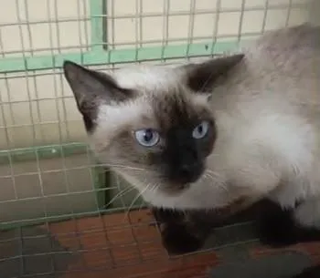 Gato raça Siamês idade 2 anos nome AVELÃ