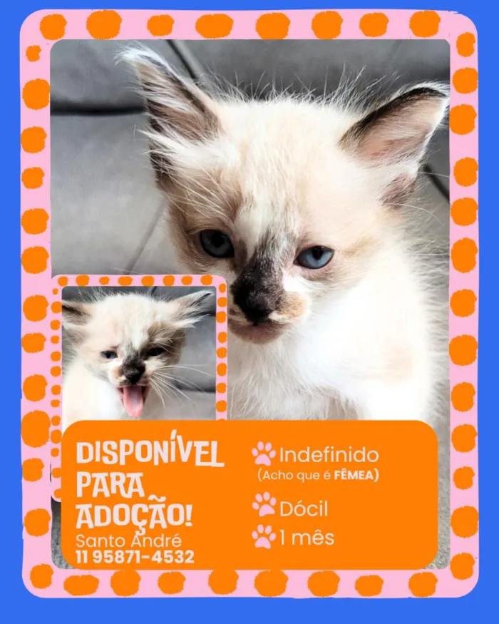Gato raça SRD-ViraLata idade Abaixo de 2 meses nome sem nome 
