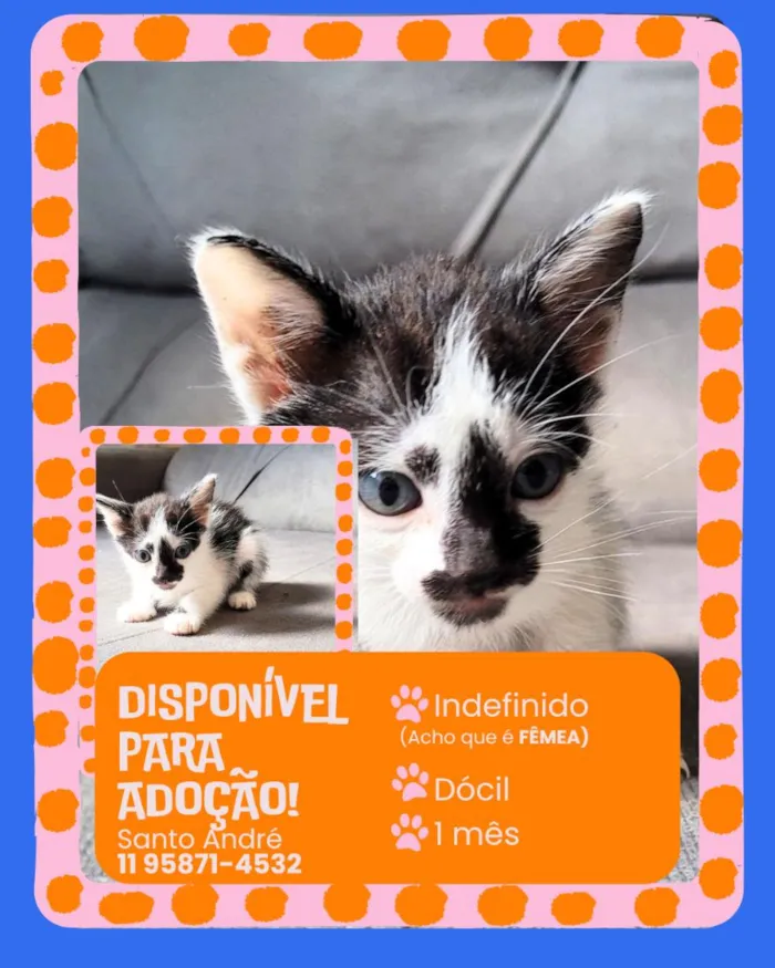 Gato raça SRD-ViraLata idade Abaixo de 2 meses nome sem nome 