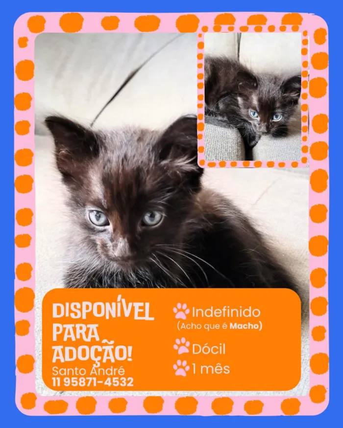 Gato raça SRD-ViraLata idade Abaixo de 2 meses nome sem nome 