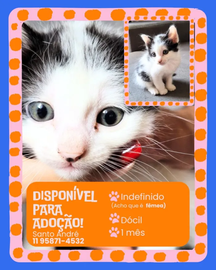 Gato raça SRD-ViraLata idade Abaixo de 2 meses nome sem nome 