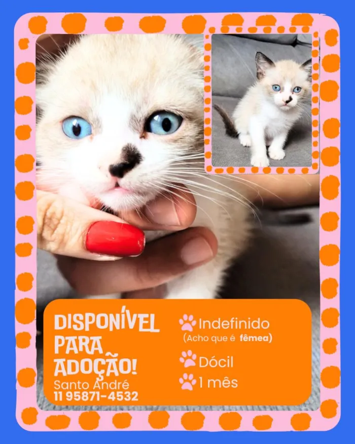 Gato raça SRD-ViraLata idade Abaixo de 2 meses nome sem nome 