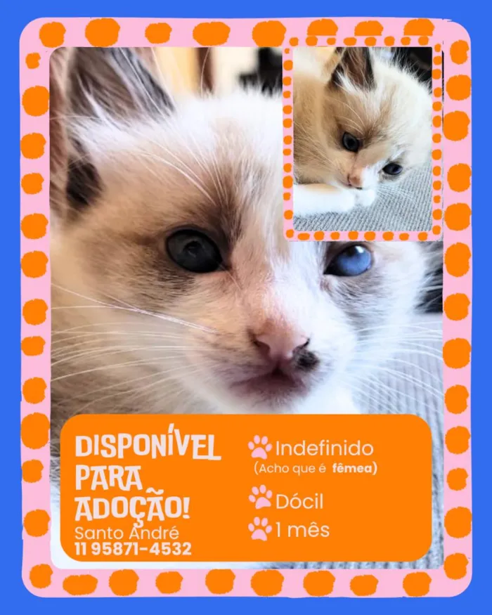 Gato raça SRD-ViraLata idade Abaixo de 2 meses nome sem nome 