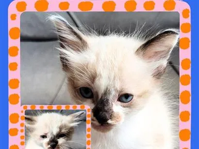 Gato raça SRD-ViraLata idade Abaixo de 2 meses nome sem nome 