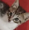 Pingo 