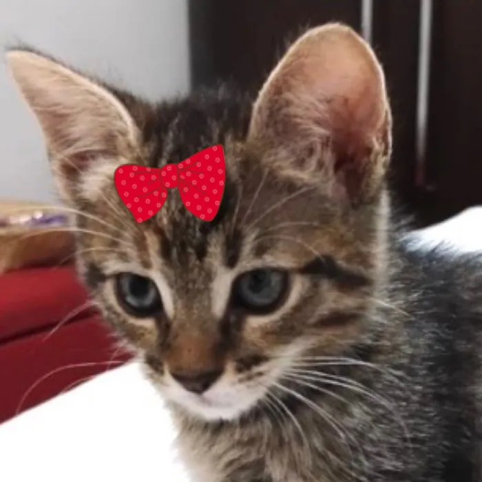 Gato raça SRD-ViraLata idade 2 a 6 meses nome Mila 