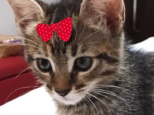 Gato raça SRD-ViraLata idade 2 a 6 meses nome Mila 