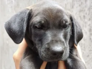 Cachorro raça Pequinês idade 2 a 6 meses nome Maui 