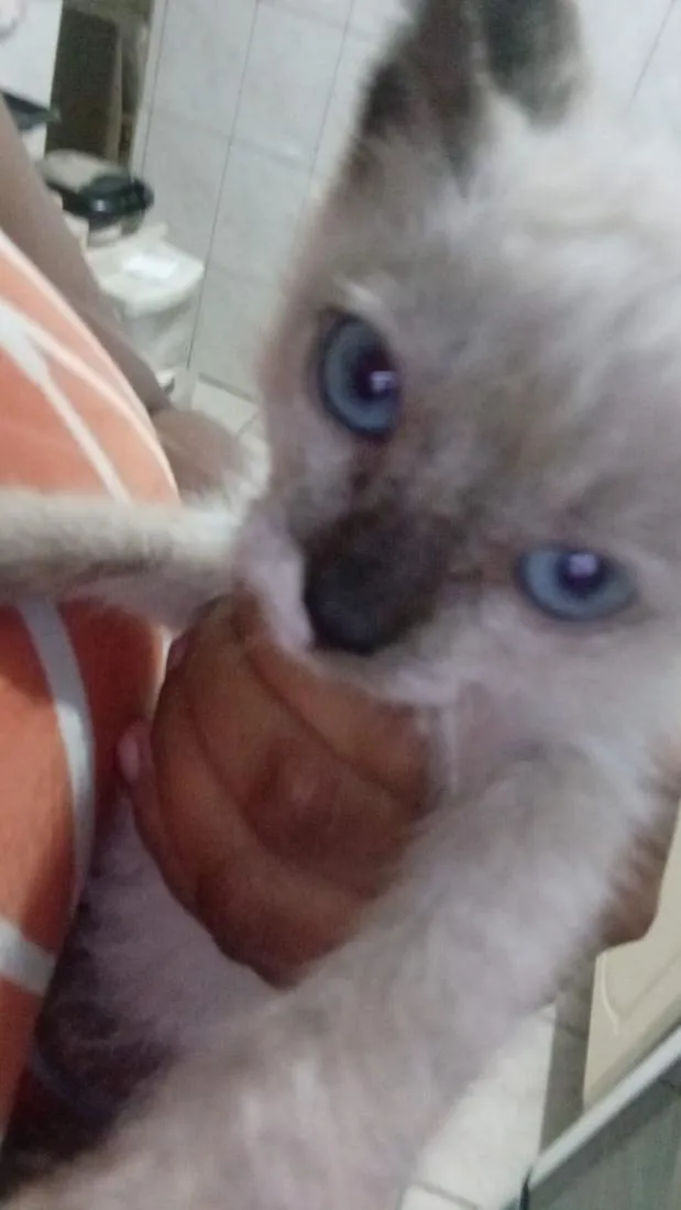 Gato raça Siamês idade Abaixo de 2 meses nome safira 