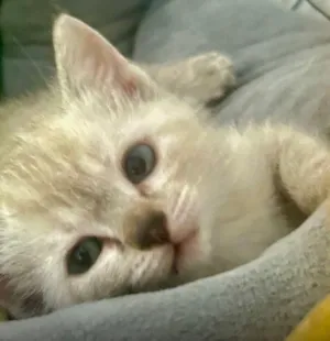 Gato raça SRD-ViraLata idade 2 a 6 meses nome Kiko 