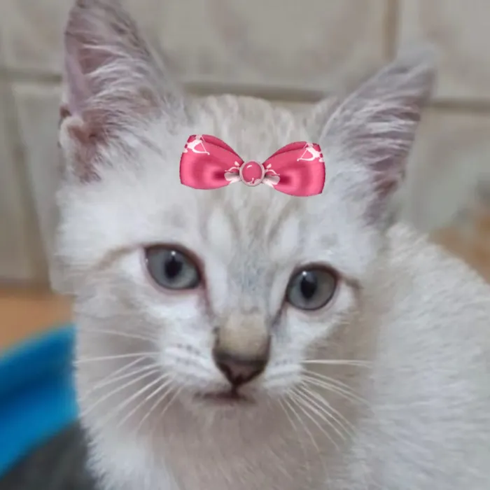 Gato raça SRD-ViraLata idade 2 a 6 meses nome Mika 
