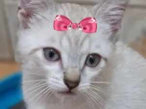 Gato raça SRD-ViraLata idade 2 a 6 meses nome Mika 
