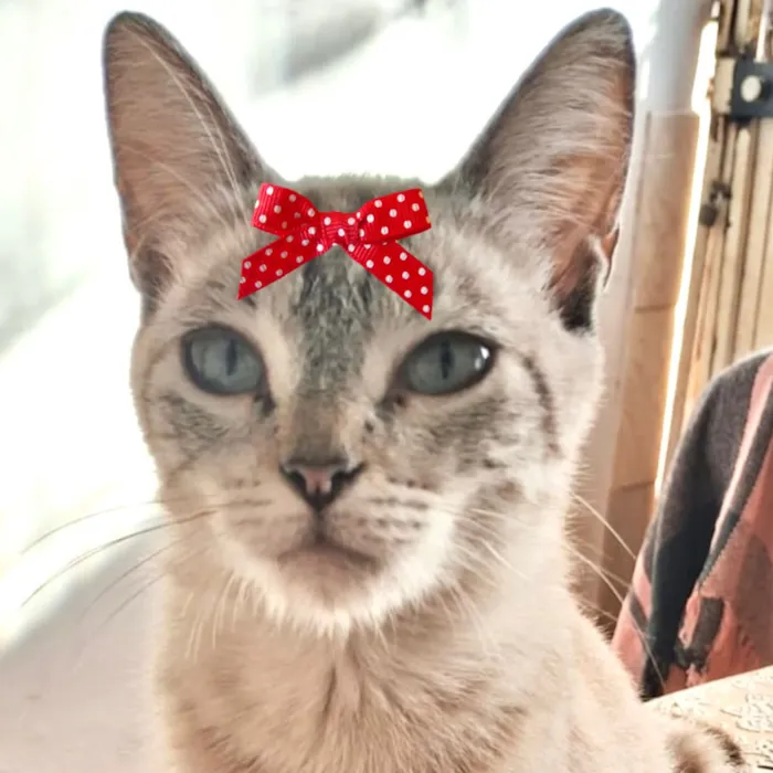 Gato raça SRD-ViraLata idade 7 a 11 meses nome Sandy 