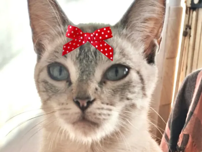 Gato raça SRD-ViraLata idade 7 a 11 meses nome Sandy 