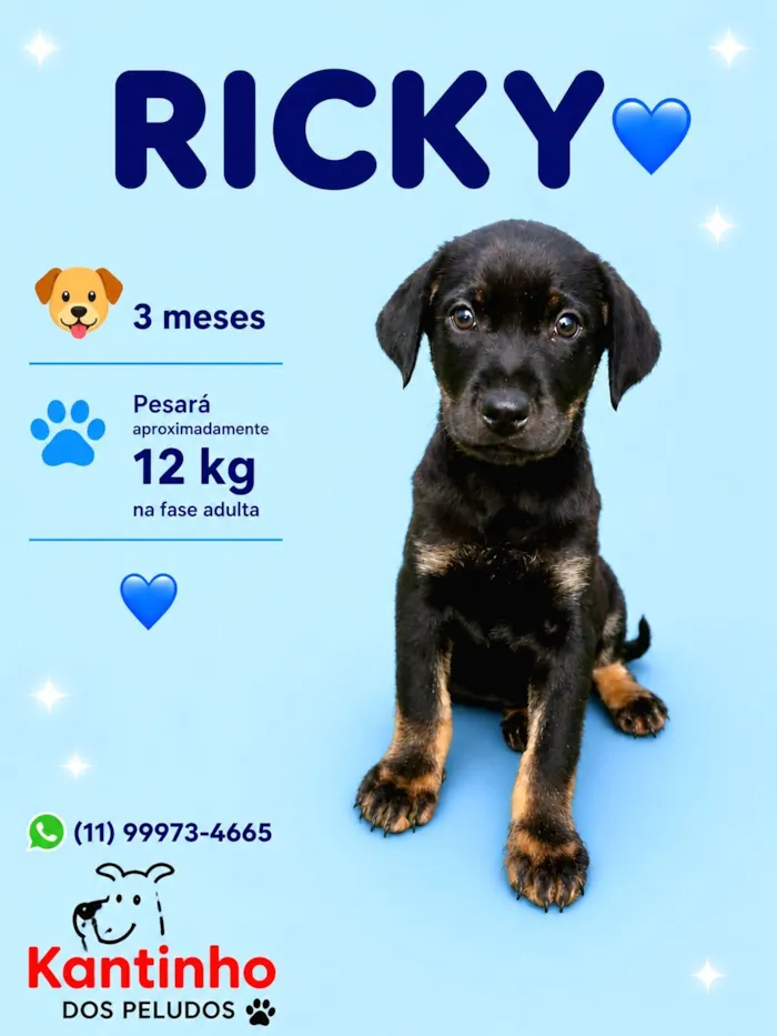 Cachorro raça SRD-ViraLata idade 2 a 6 meses nome Ricky