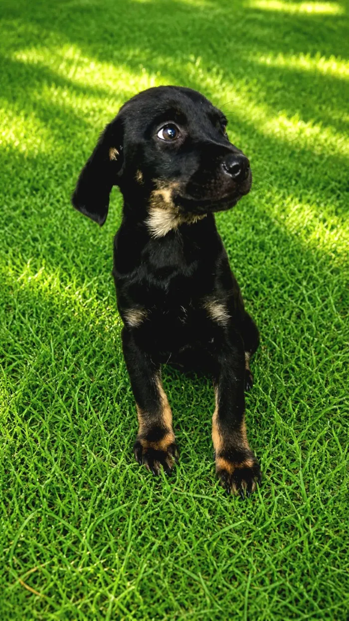 Cachorro raça SRD-ViraLata idade 2 a 6 meses nome Ricky