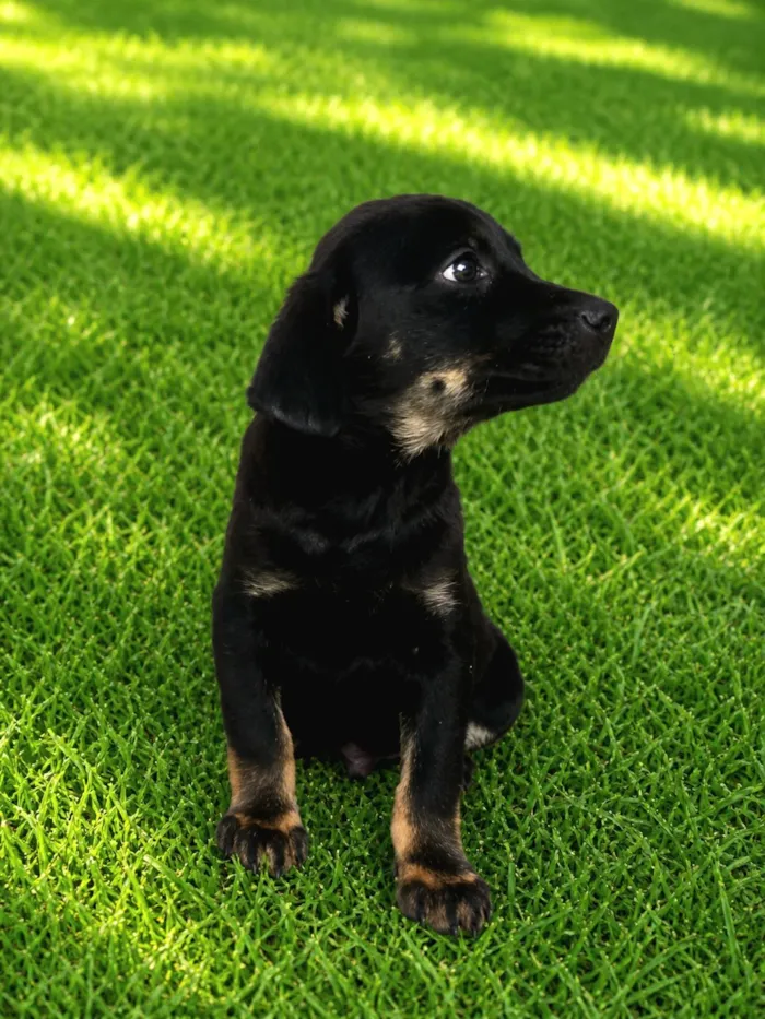 Cachorro raça SRD-ViraLata idade 2 a 6 meses nome Ricky